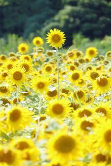 2025 Sunflower 9, JPG 2025 Sunflower 9, JPG
