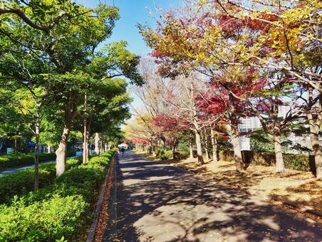 清新町緑道の紅葉 紅葉,秋,散歩の写真素材