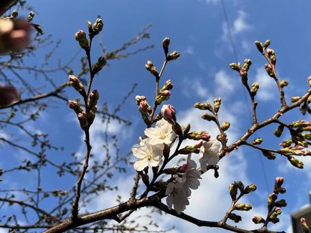 桜 桜の写真