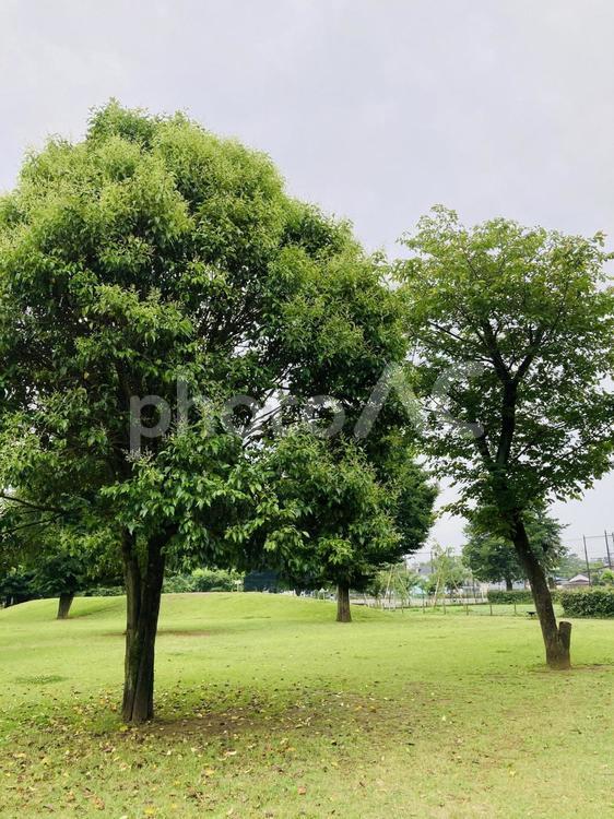 青空と緑の芝生、複数の大きな木　背景素材 公園,木,芝の写真素材