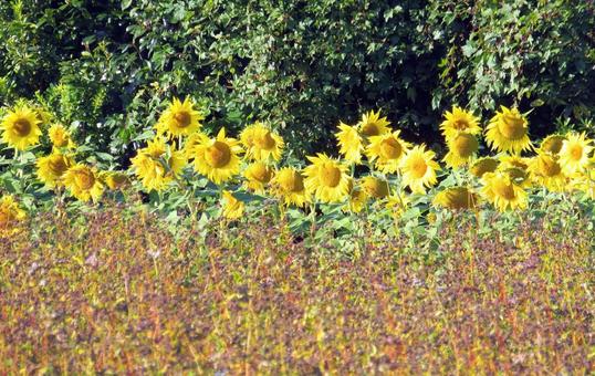 秋咲きのひまわりの花と収穫間近のそば畑 ひまわり,花,秋咲きの写真素材