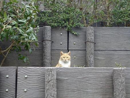 覗く猫シリーズ ひょっこり猫 覗く猫シリーズ ひょっこり猫 猫,ネコ,覗く猫の写真素材