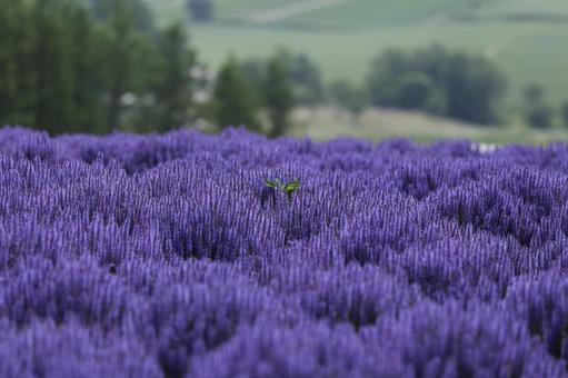 美瑛 紫の花畑 美瑛 紫の花畑の写真