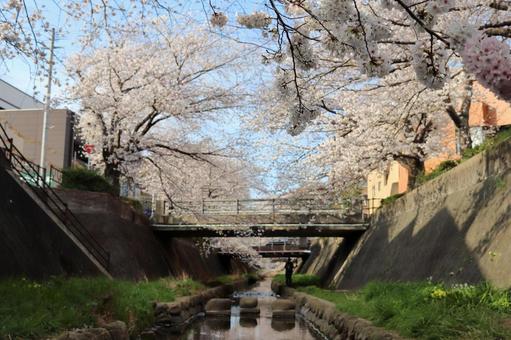 志井川の桜並木 志井川の桜並木 志井川,桜並木,さくらの写真素材