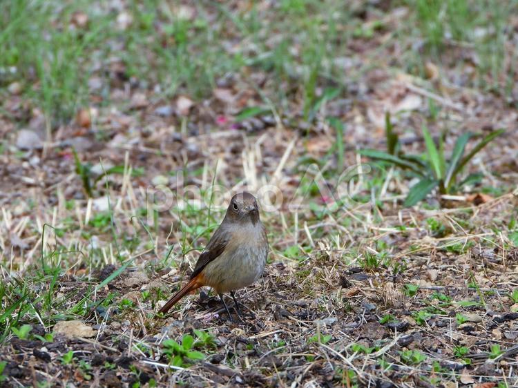 梅林の地面に降りたジョウビタキ　メス ジョウビタキ,鳥,鳥類の写真素材