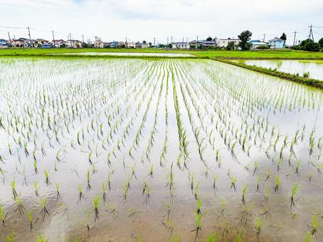 水田の稲02 水田の稲02 田植え,水田,稲作の写真素材