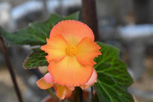 これもベゴニアの花です これもベゴニアの花ですの写真
