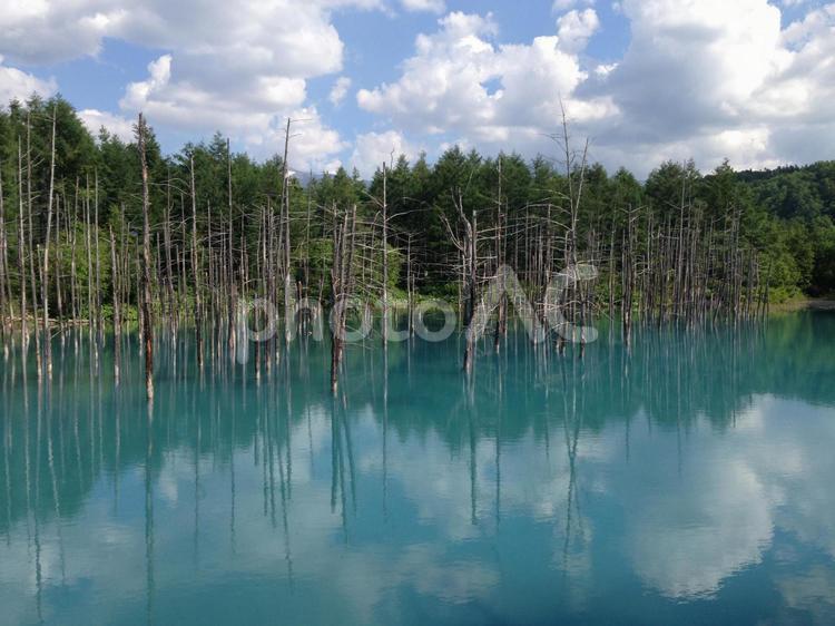 北海道　青い池 青い池,北海道,観光の写真素材