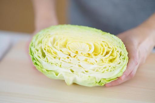 手に持つキャベツの断面 手に持つキャベツの断面 キャベツ,断面,持つの写真素材