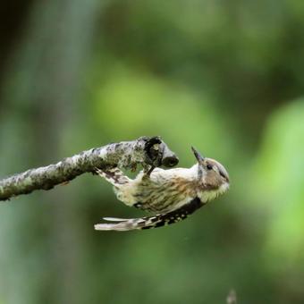 コゲラ コゲラ コゲラ,野鳥,バードウォッチングの写真素材