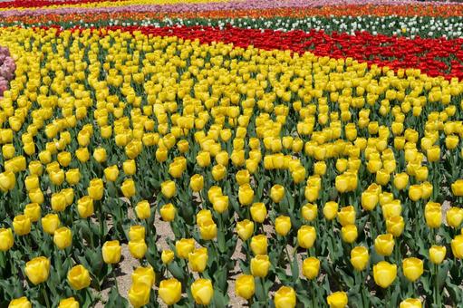 チューリップの大花壇 チューリップの大花壇 チューリップ,花壇,花畑の写真素材