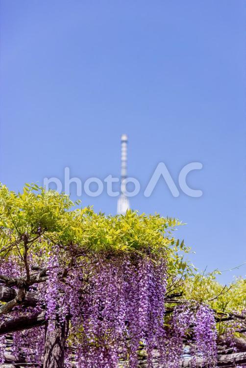 綺麗に咲いている藤の花とタワー 晴,藤,紫の写真素材