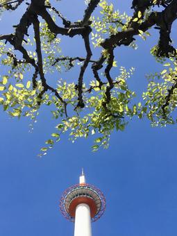 秋の京都タワー② 京都タワー,京都駅,京都の写真素材