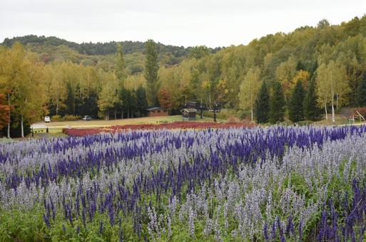 たくさんの サルビア たくさんの サルビアの写真