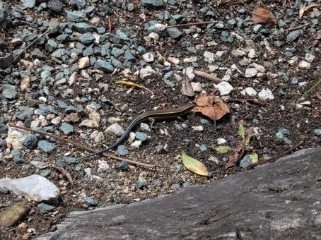 ニホントカゲ ニホントカゲ,トカゲ,カナヘビの写真素材