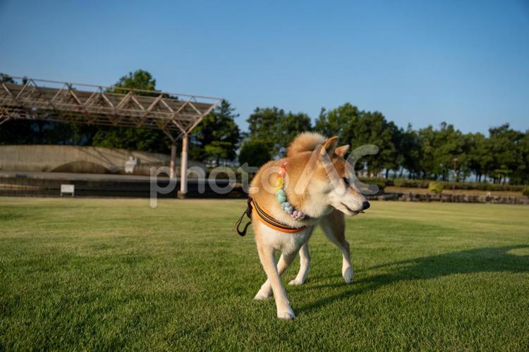 夏の公園で遊ぶ柴犬 柴犬,夏,景色の写真素材