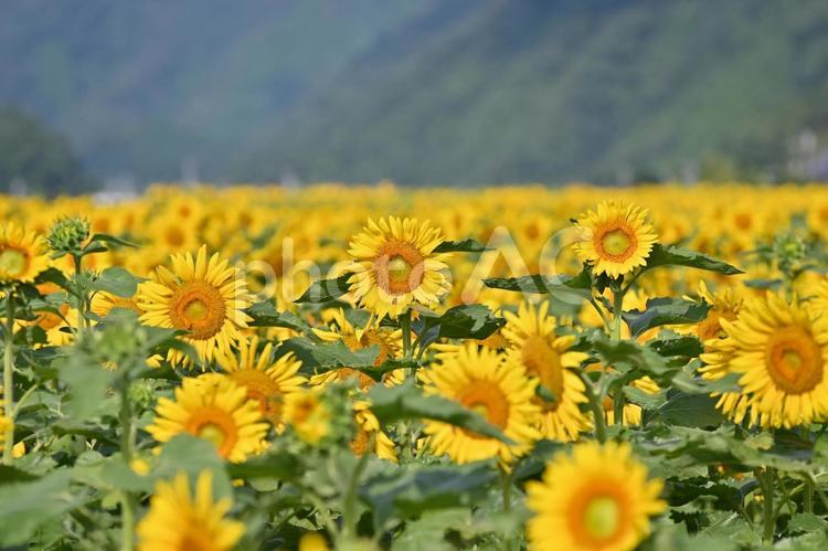 佐用町のひまわり畑 ひまわり,サンフラワー,佐用町の写真素材
