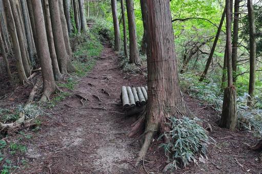 夏の登山道の風景② 夏の登山道の風景②の写真