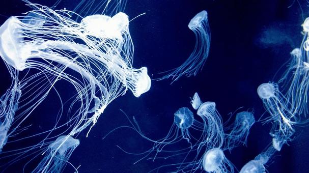 クラゲの大群 クラゲ,幻想的,水族館の写真素材