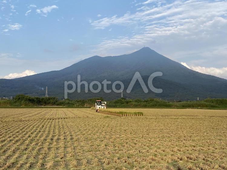 筑波山と稲刈り 筑波山,風景,青空の写真素材
