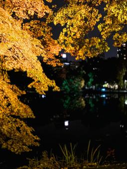電灯に照らされた紅葉の写真