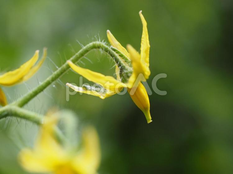 野菜の花　トマトの花③ トマト,とまと,夏野菜の写真素材