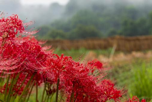 彼岸花と棚田 彼岸花と棚田 彼岸花,畔道,雨の写真素材