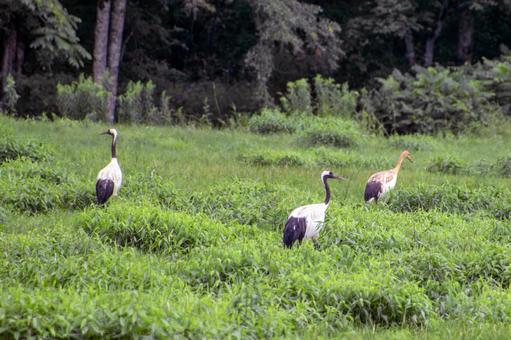 丹頂鶴の家族 丹頂鶴の家族 丹頂鶴,ツル,鳥類の写真素材