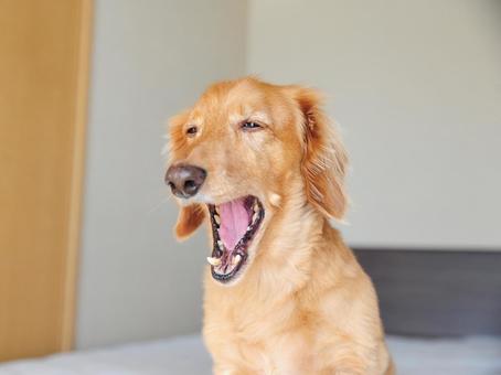 あくびをするダックスフント あくびをするダックスフント ミニチュアダック,ダックスフント,犬の写真素材