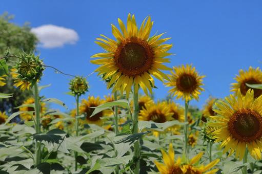 ひまわり70 ひまわり70 ひまわり,畑,向日葵の写真素材