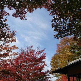紅葉 紅葉,秋の景色,風景の写真素材