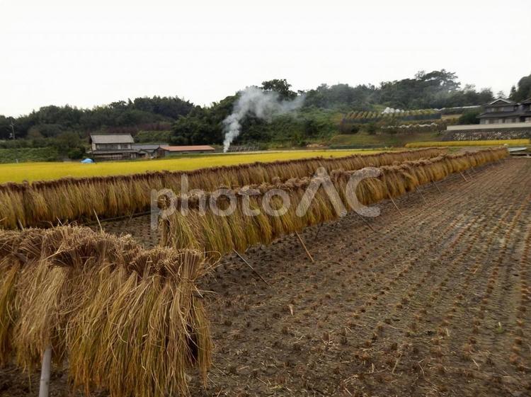 【風景写真】長閑な秋の田んぼ 自然,風景,空の写真素材