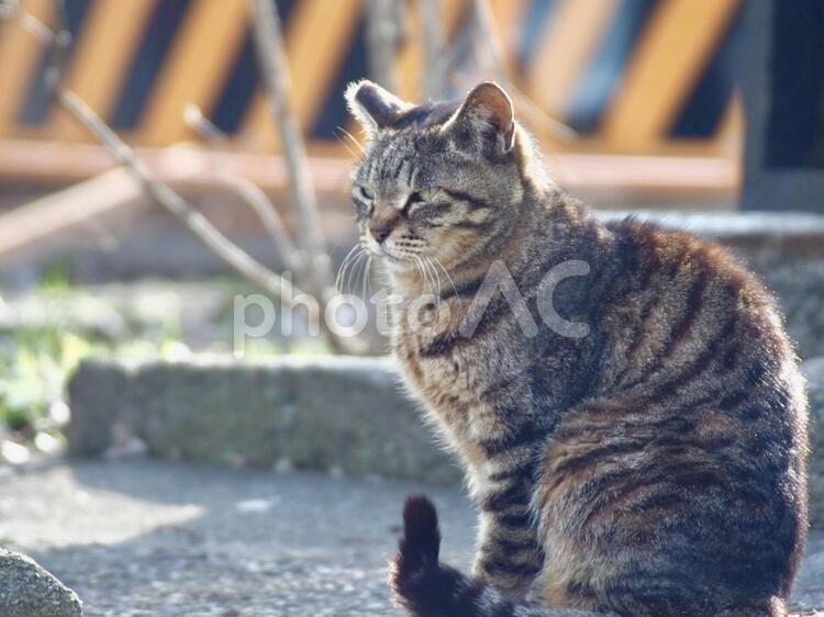 何かを見つめ猫 自然,猫,動物の写真素材