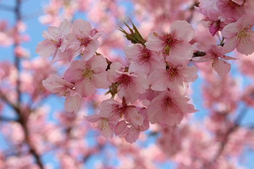 Sakura and blue sky 025, cây anh đào, cherry blossoms, sakura, JPG