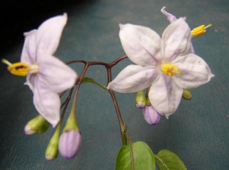 花 花の写真