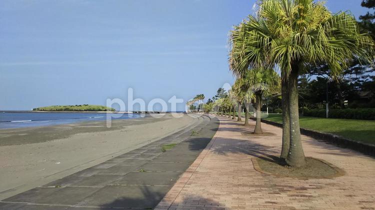 宮崎の風景　青島 青島,自然,海岸の写真素材