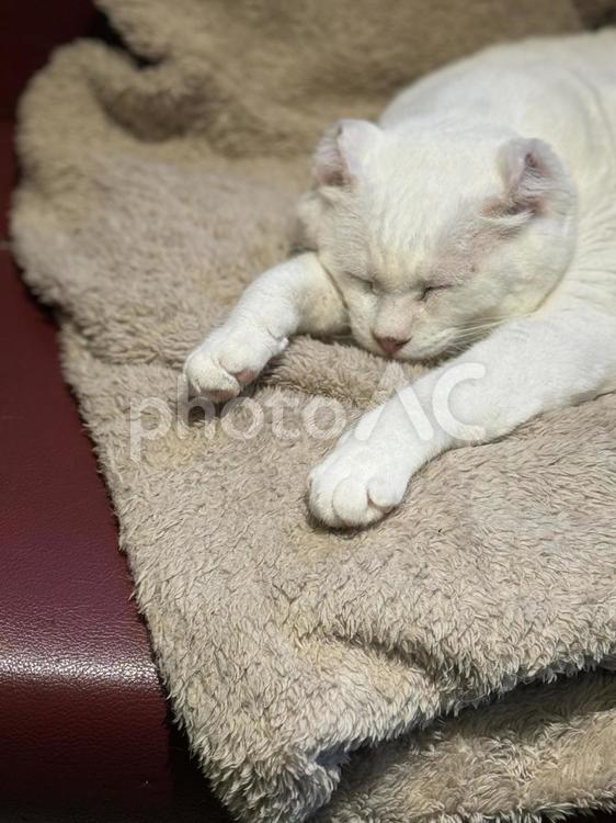 猫　ねこ　ネコ　白い　ホワイト　寝る　 猫,ネコ,ねこの写真素材