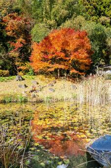 黄金山神社⒂ 神社,黄金山神社,神社仏閣の写真素材