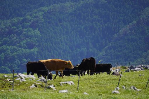 四国カルスト 四国カルスト,牛,自然の写真素材