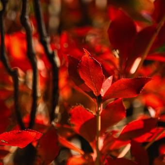 紅葉したダンドウツツジ 紅葉,11月,秋の写真素材