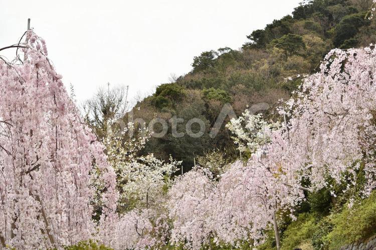 花見山のしだれ桜 花見山,しだれ桜,しだれざくらの写真素材