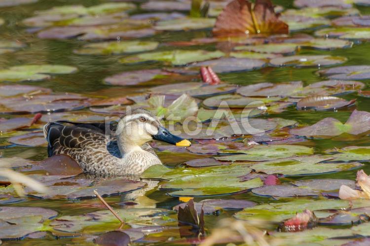 睡蓮の葉の間を泳ぐカルガモ カルガモ,野鳥,鳥の写真素材
