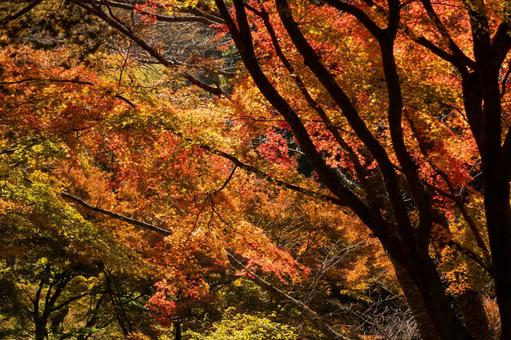 紅葉・神戸森林植物園 紅葉,秋,もみじの写真素材