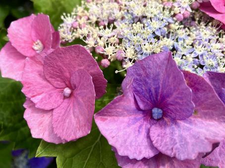 紫陽花 ピンク 花びら アップ 紫陽花 ピンク 花びら アップの写真