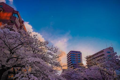 多摩センターの空と桜の対比 多摩センターの空と桜の対比 桜,ソメイヨシノ,満開の写真素材