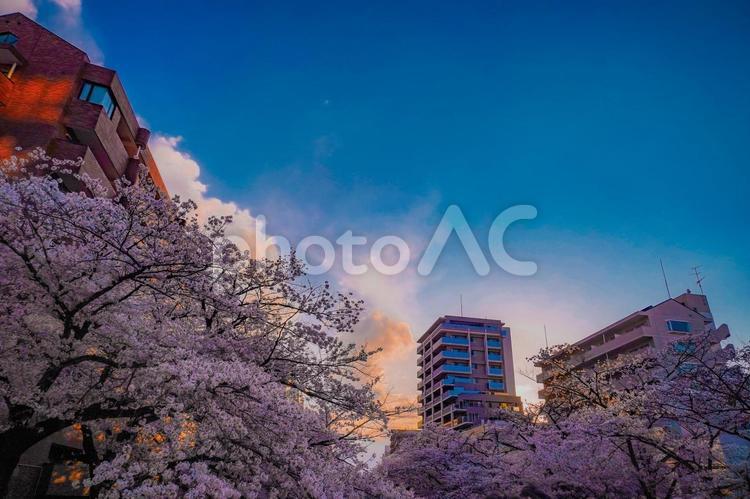 多摩センターの空と桜の対比 桜,ソメイヨシノ,満開の写真素材