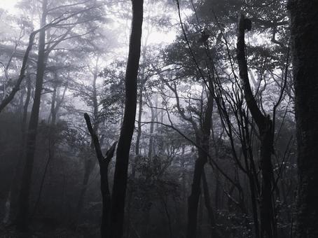 濃霧に包まれた森の幻想的・幽玄な風景﻿ 森,森林,幽玄の写真素材