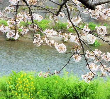 桜と川 桜と川の写真