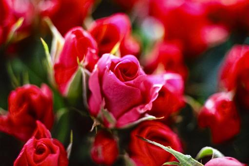 Rose flower close-up 16, JPG