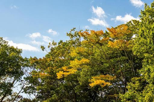 色づく木々⑷の写真